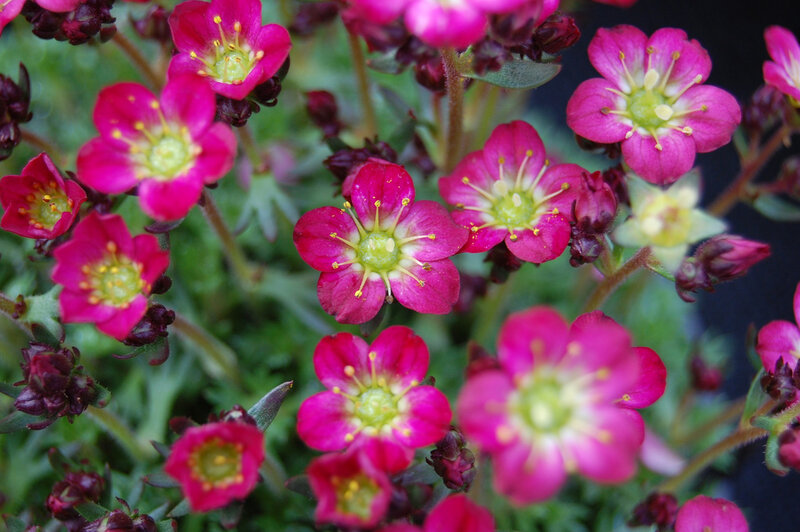 Pink Saxifrage Flowers
