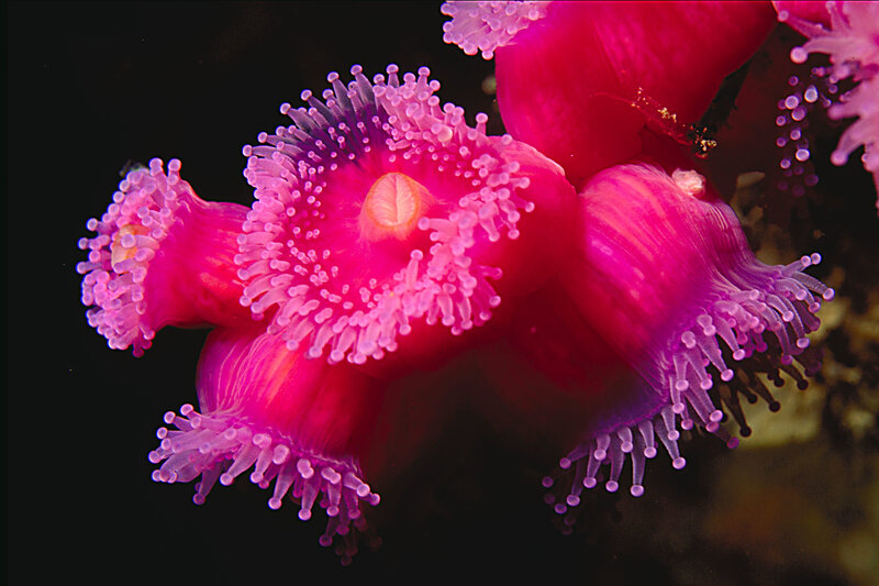 Pink Sea Anemone