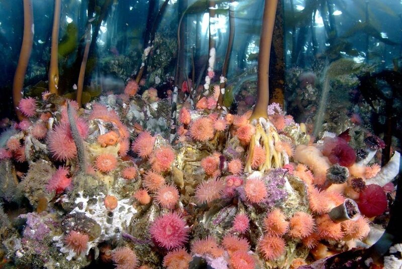 Pink Sea Anemones on Rocks