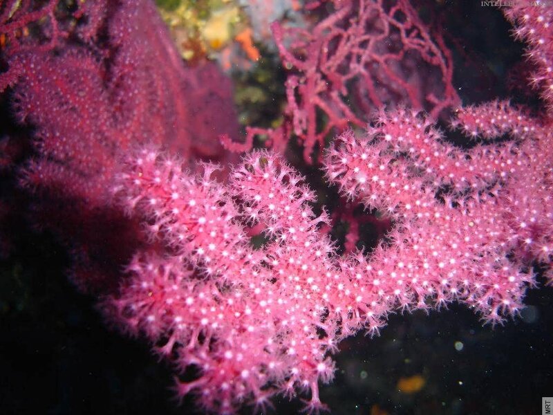 Pink sea fan coral