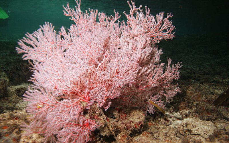Pink sea fan coral