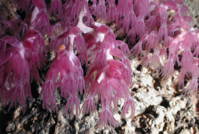 Pink sea fan coral