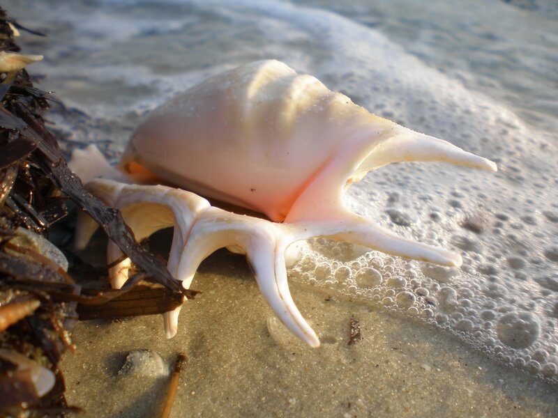 Pink Sea Snail Shell