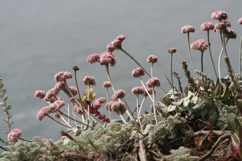 Pink Sea Thrift Flowers — Calm, Photograph