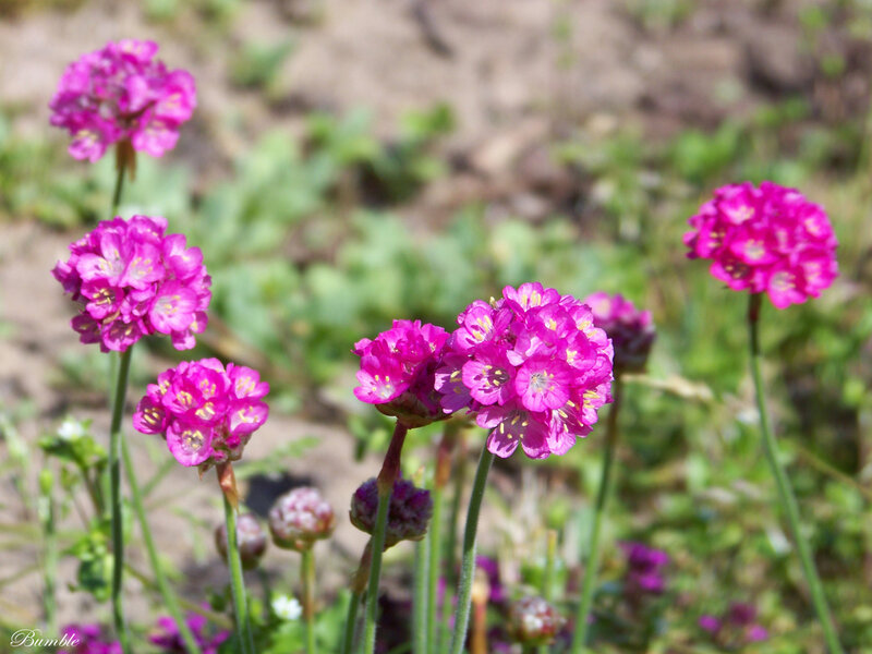 Pink Sea Thrift Flowers — Calm