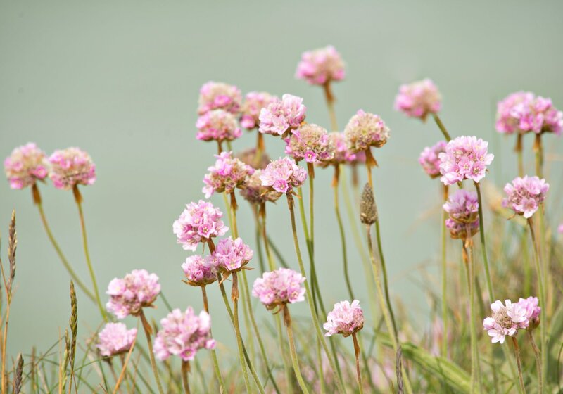 Pink Sea Thrift Flowers — Serene
