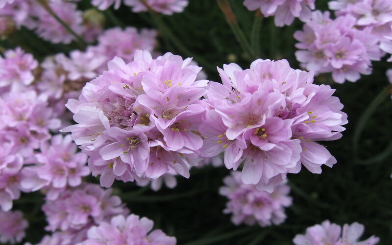 Pink Sea Thrift Flowers