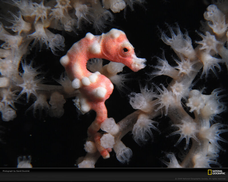 Pink Seahorse on Coral