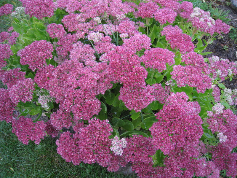 Pink Sedum Flowers — Calm, Summer