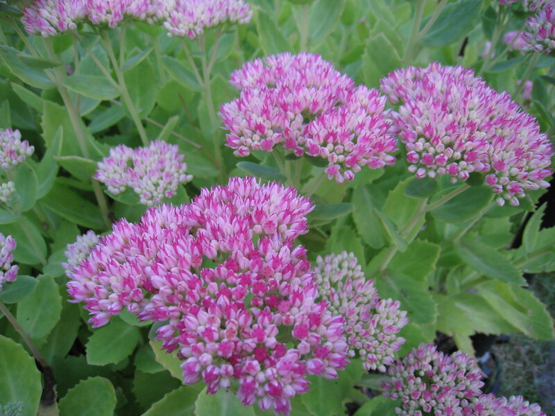 Pink Sedum Flowers — Calm