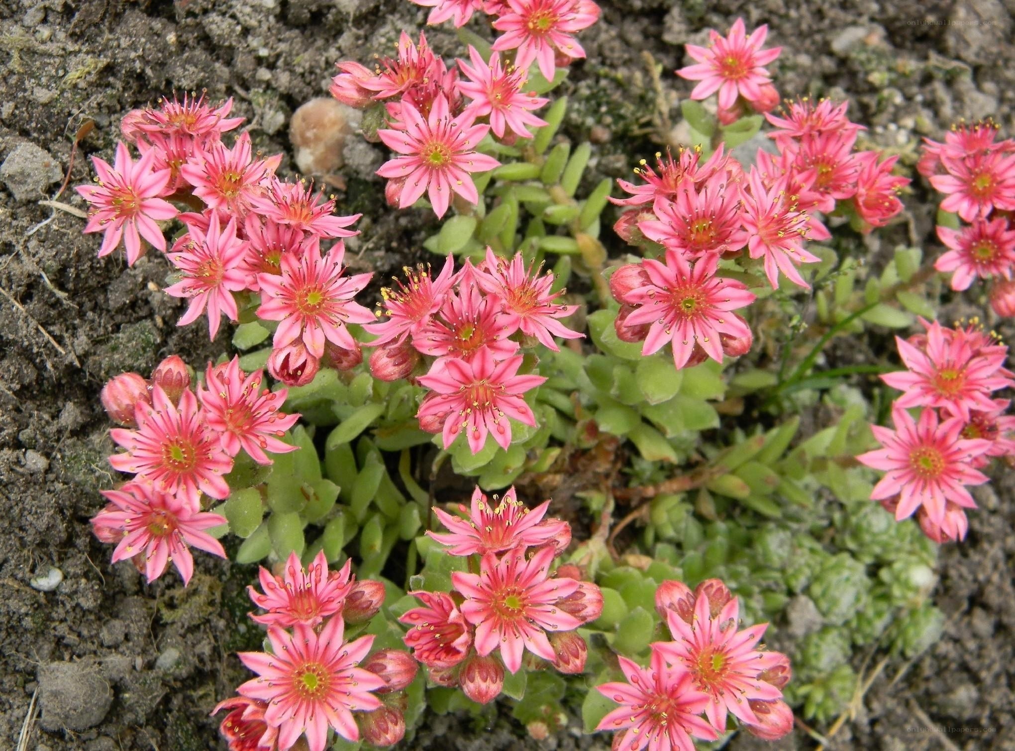 pink sedum flowers in soil
