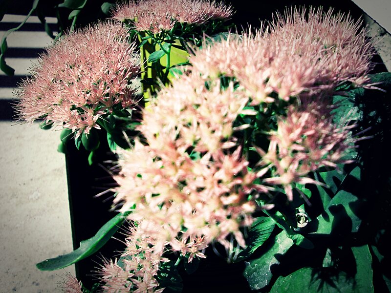 Pink Sedum Flowers
