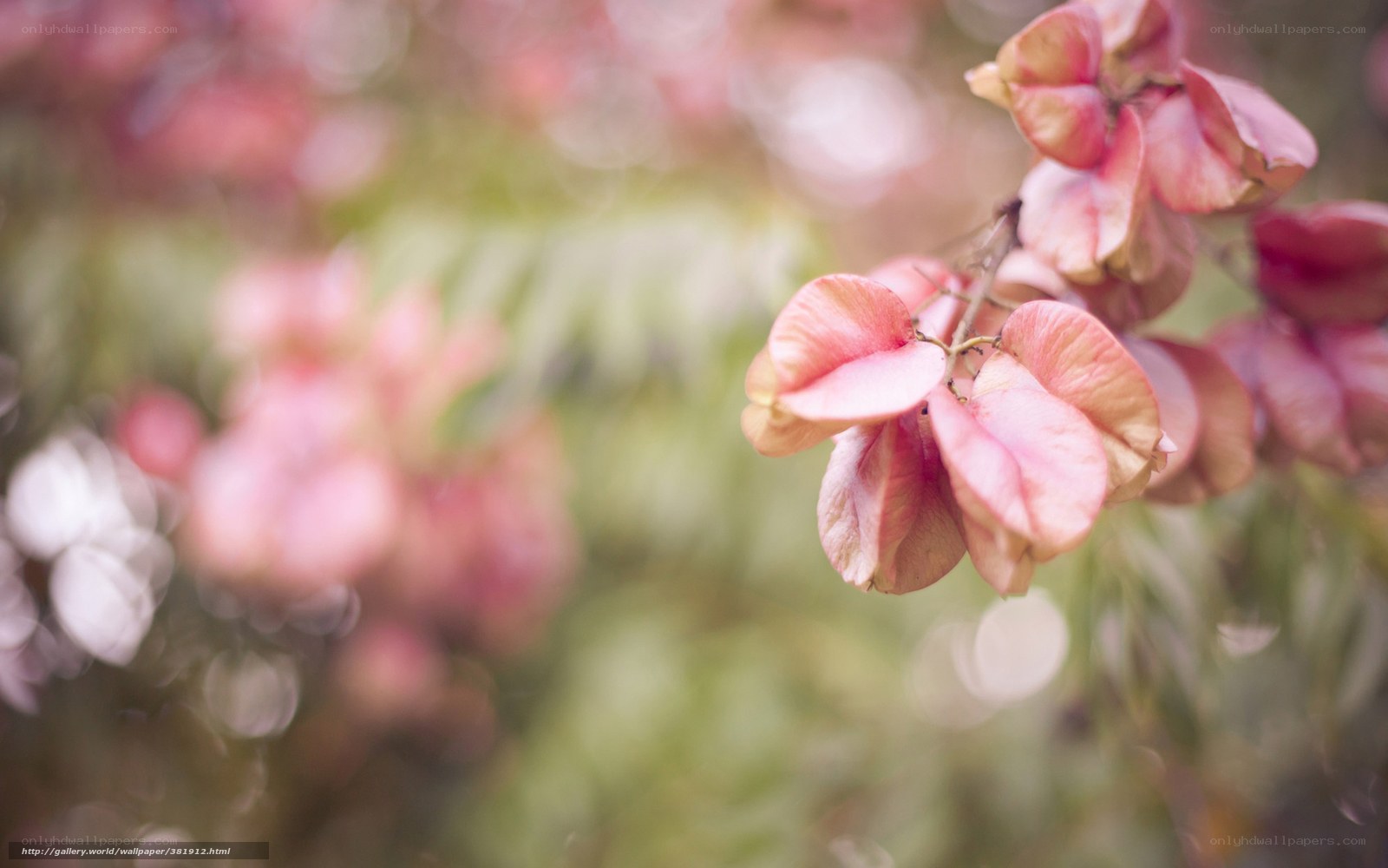 Pink seed pods on a branch