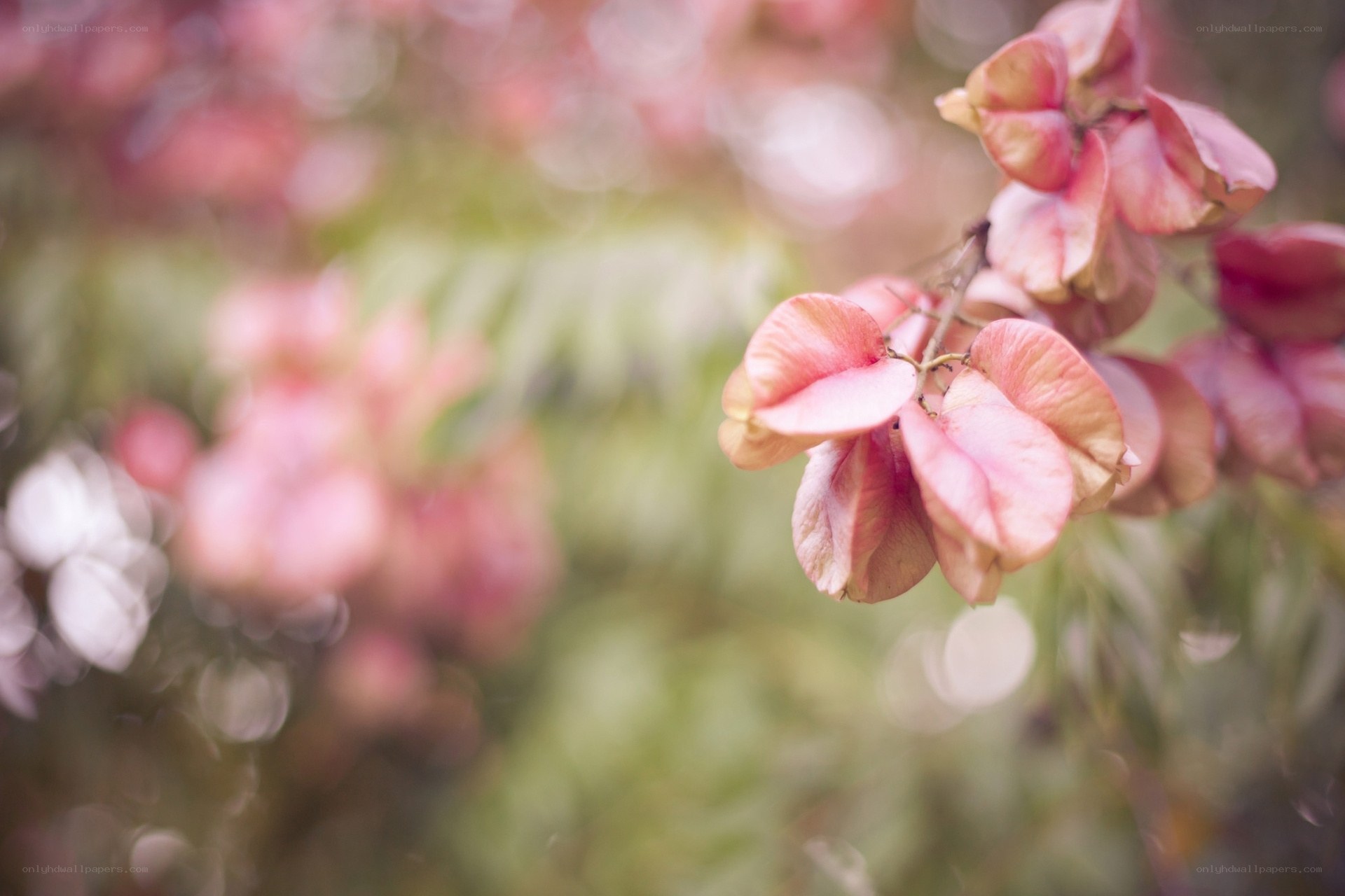 Pink seed pods on a branch