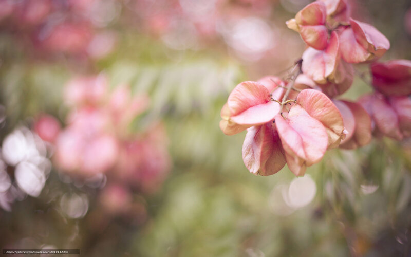 Pink Seed Pods on Branch