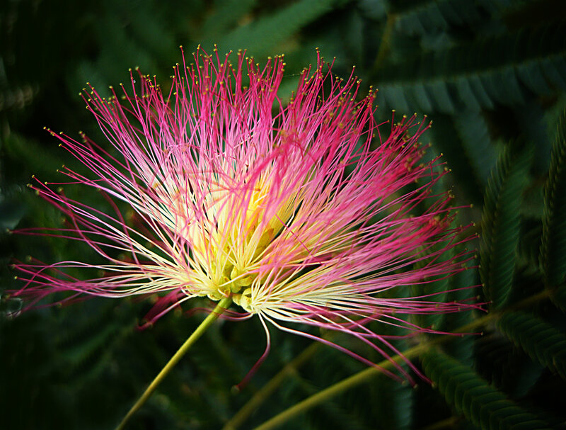 Pink Silk Tree Flower — Dramatic