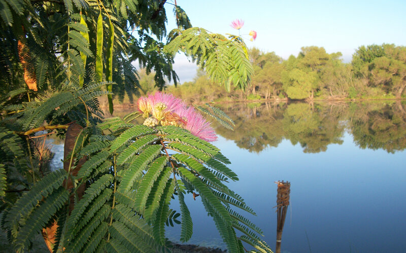 Pink Silk Tree Flower — Green