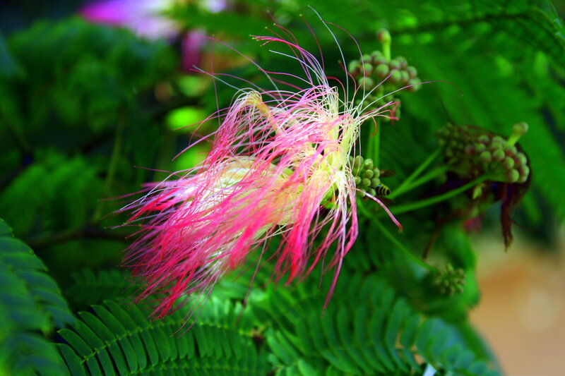 Pink Silk Tree Flower — Natural