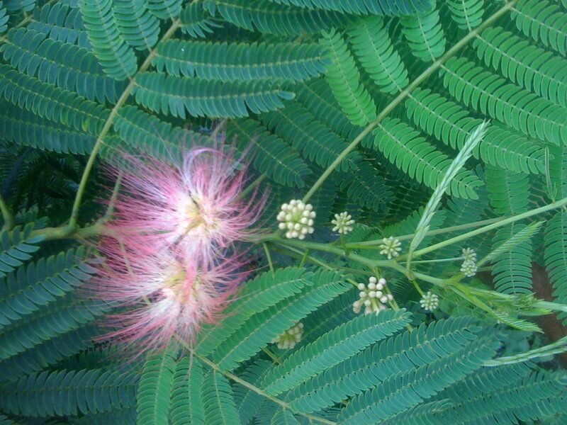 Pink silk tree flower