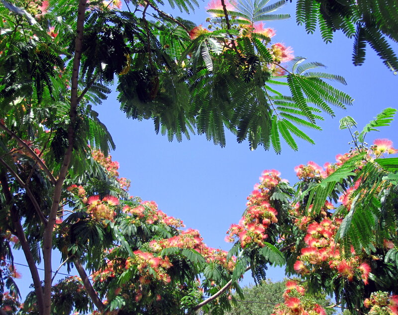 Pink Silk Tree Flowers — Green, Serene