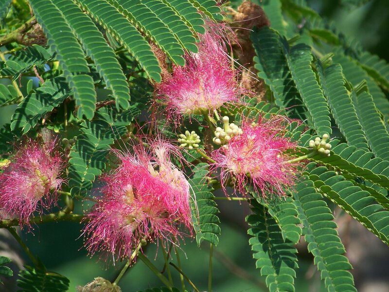 Pink Silk Tree Flowers — Green