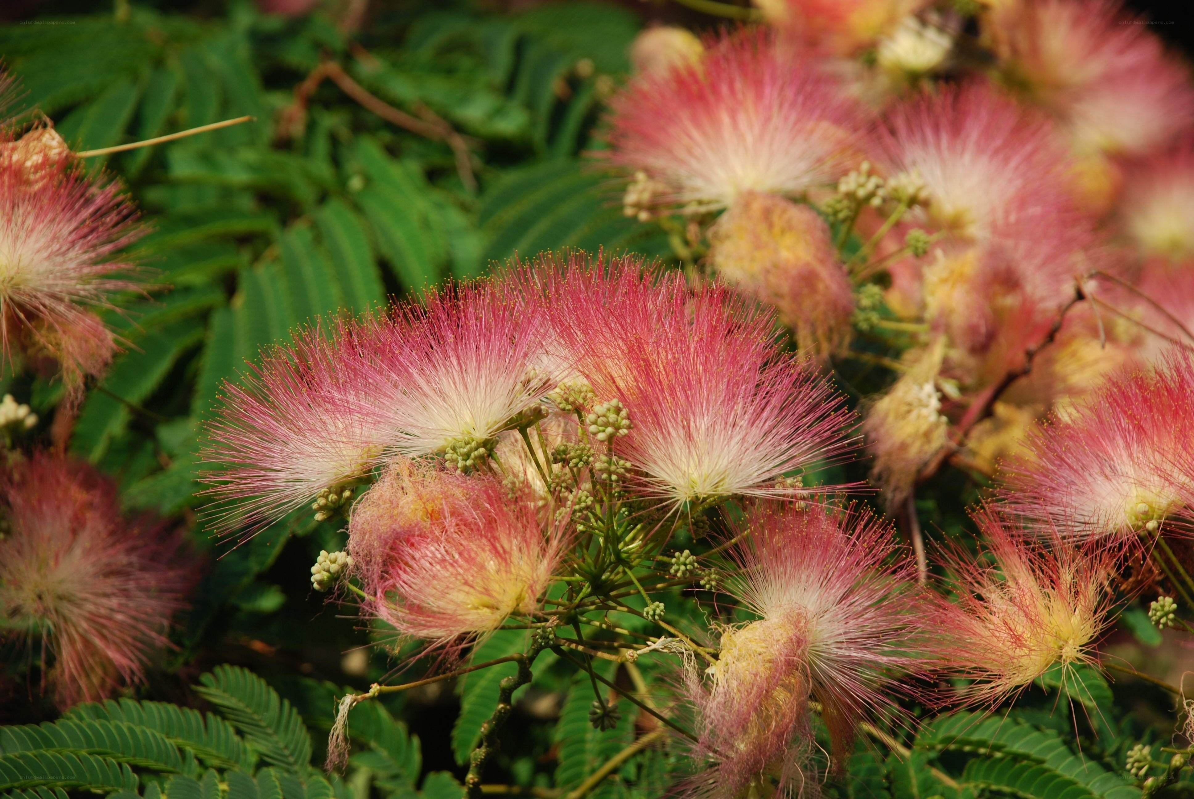 Pink silk tree flowers