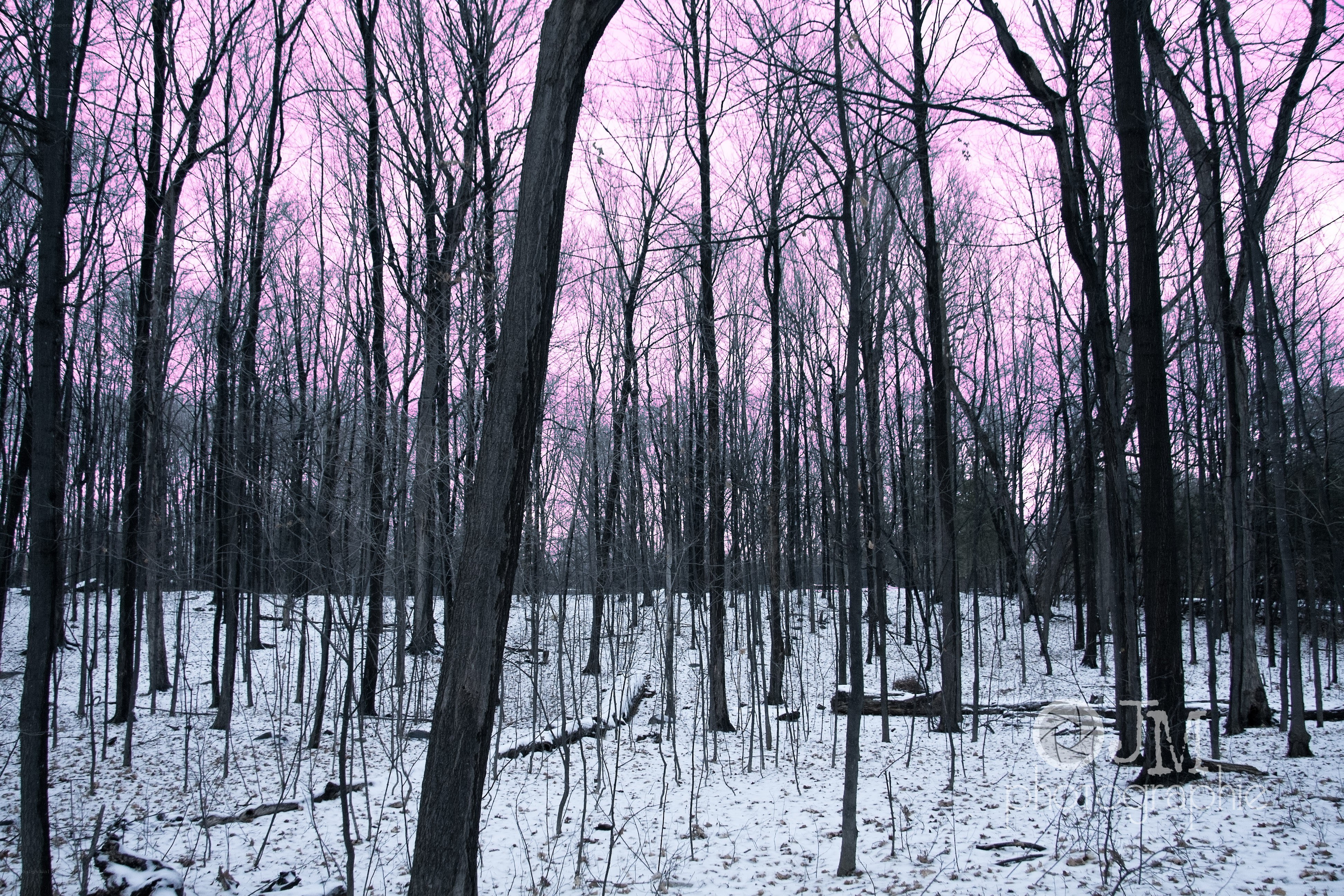 Pink sky forest scene