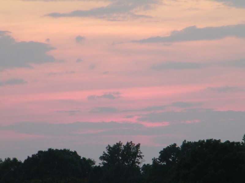 Pink Sky over Trees