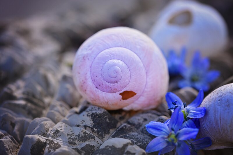 Pink snail shell with blue flowers