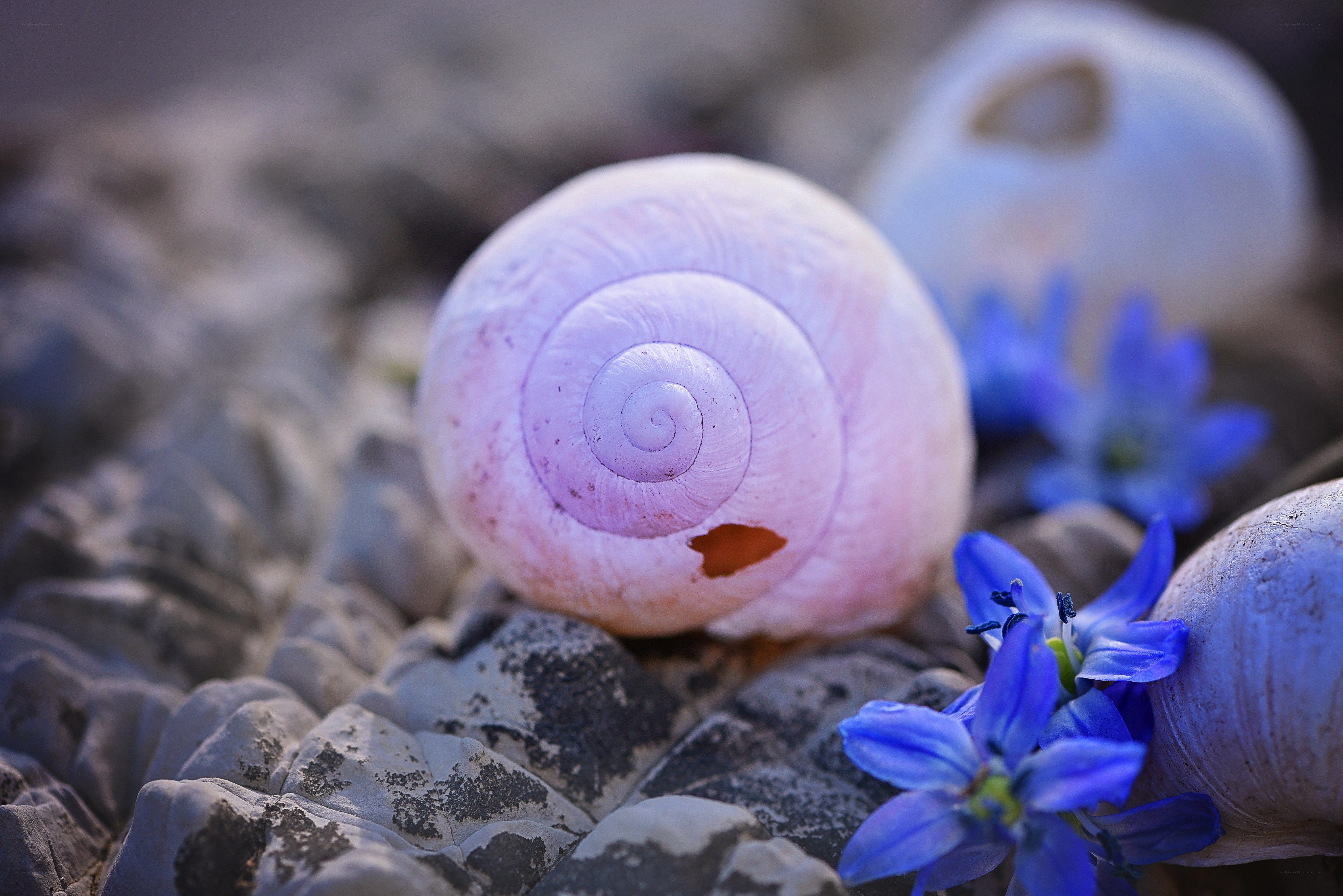 Pink snail shell with blue flowers