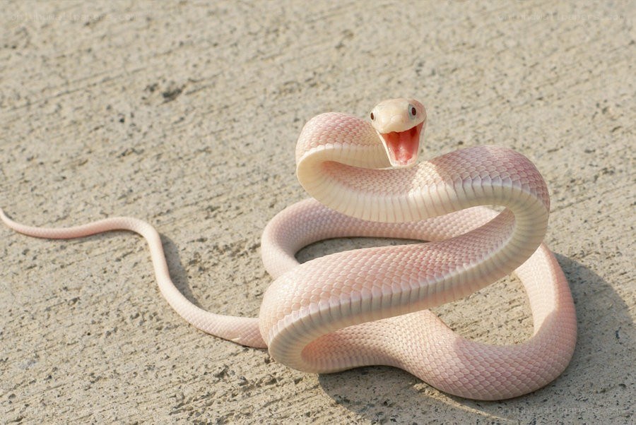 Pink snake coiled on concrete