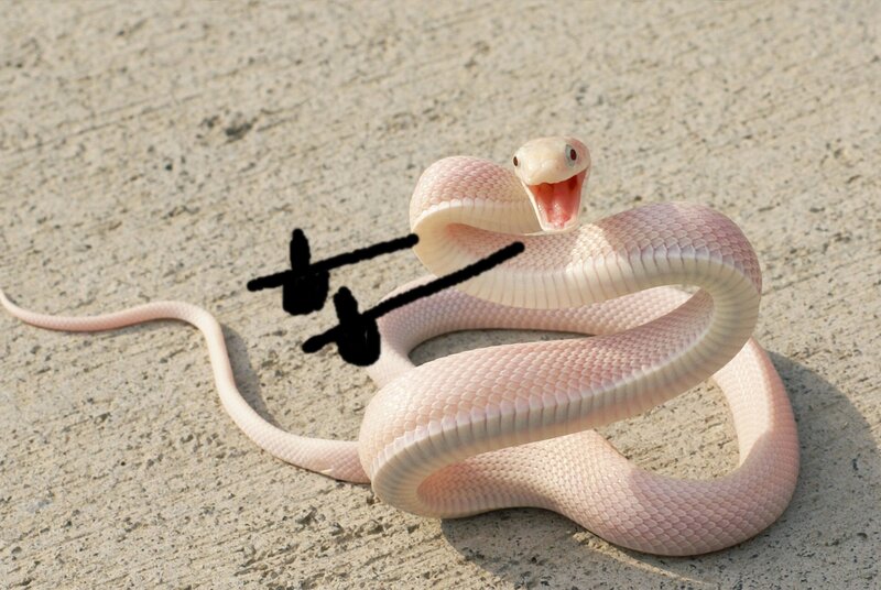 Pink Snake Coiled