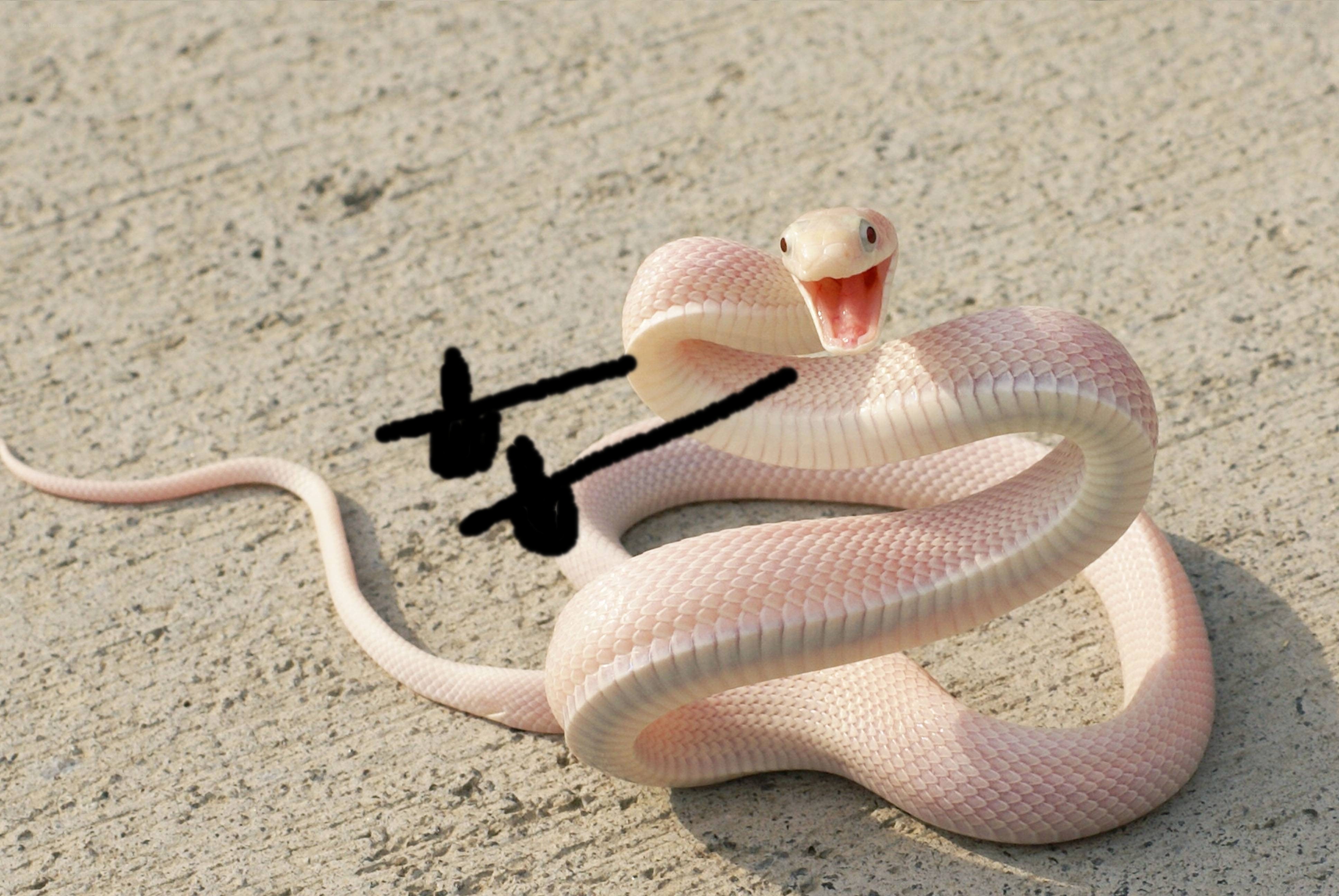Pink snake with open mouth