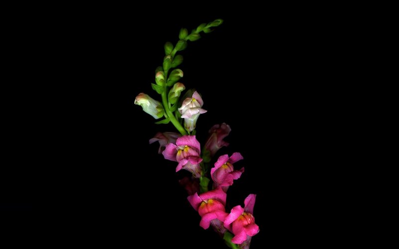 Pink Snapdragon Flower