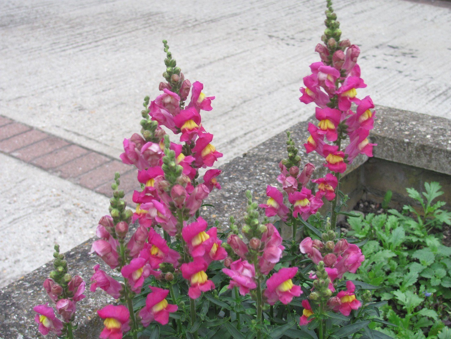 pink snapdragon flowers