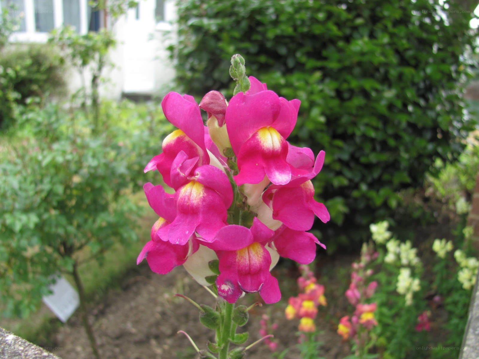 pink snapdragon flowers