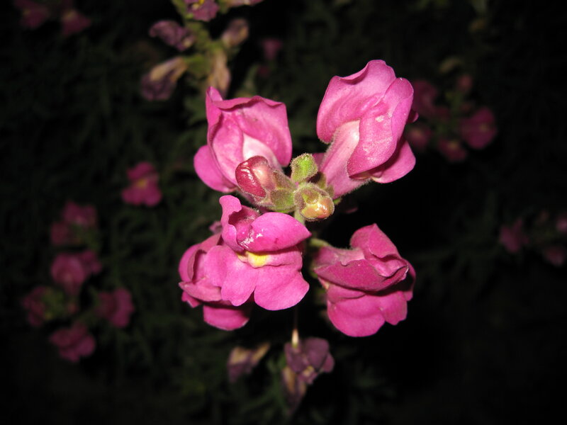 Pink snapdragon flowers at night