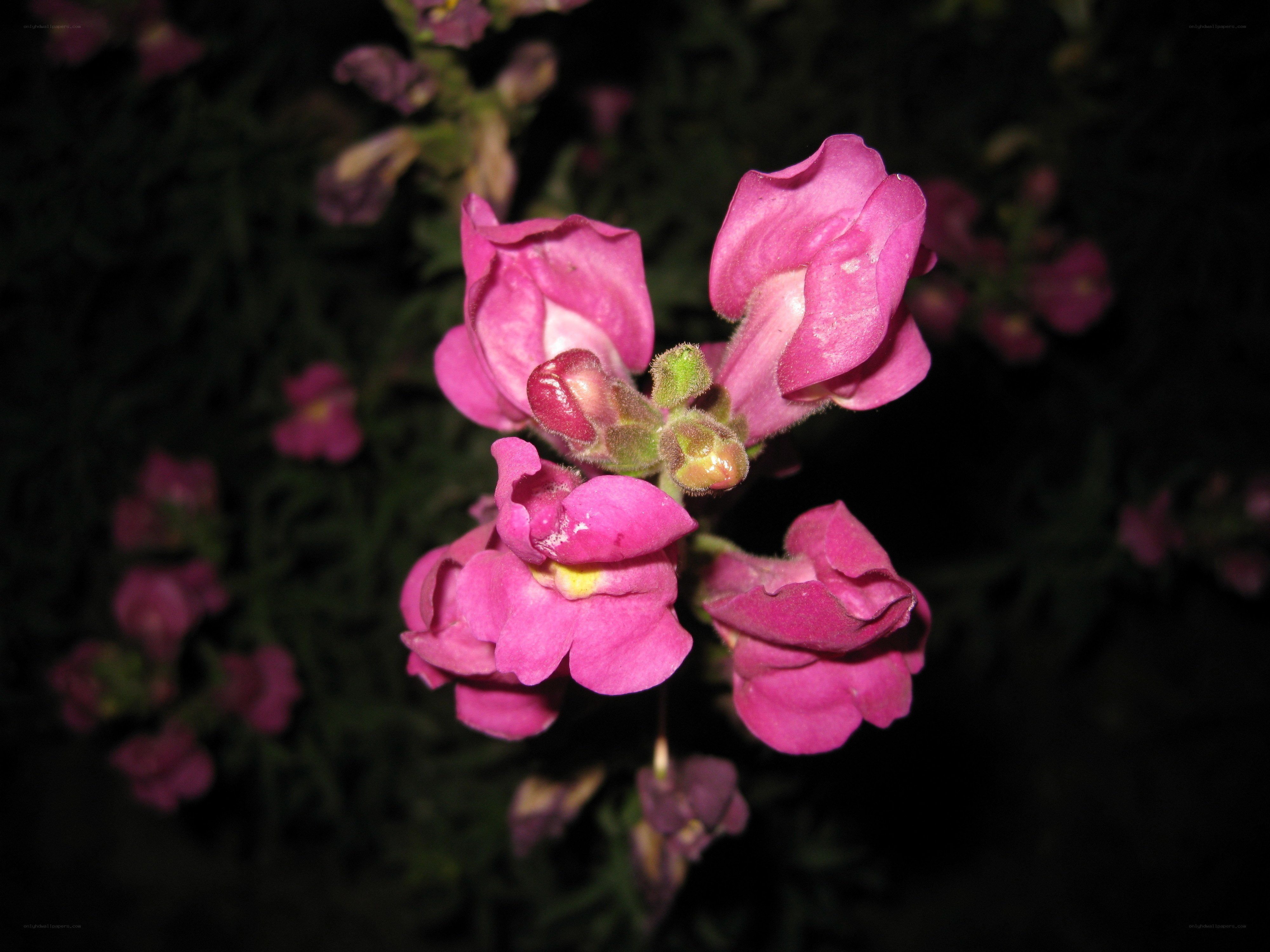Pink snapdragon flowers at night