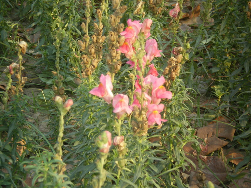 Pink Snapdragon Flowers — Calm, Afternoon, Photograph