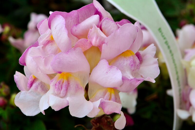 Pink Snapdragon Flowers — Calm, Photograph, Flower