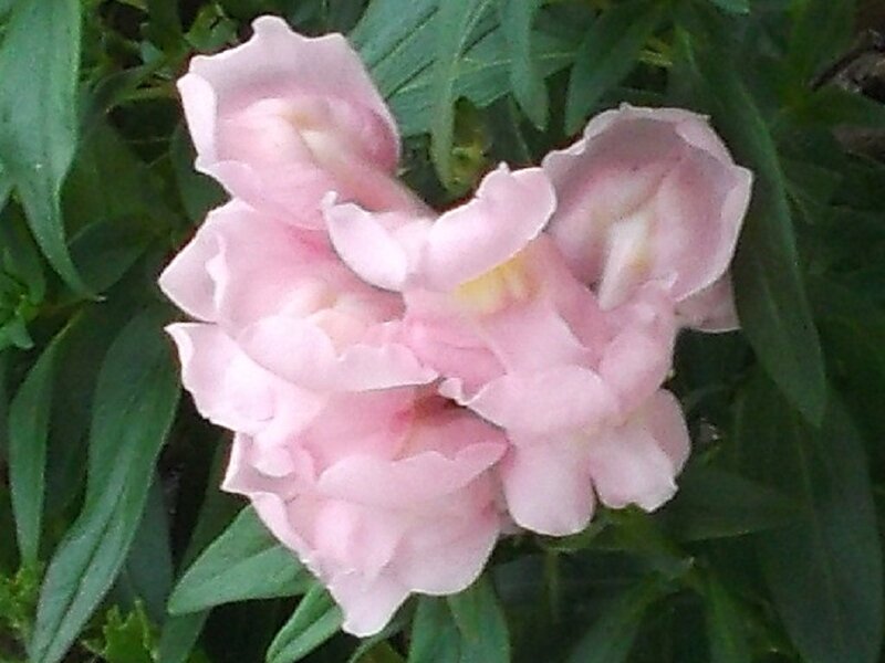 Pink Snapdragon Flowers — Calm, Photograph