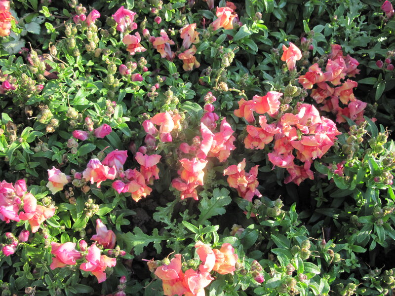 Pink Snapdragon Flowers — Calm