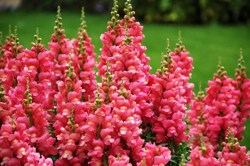 Pink snapdragon flowers