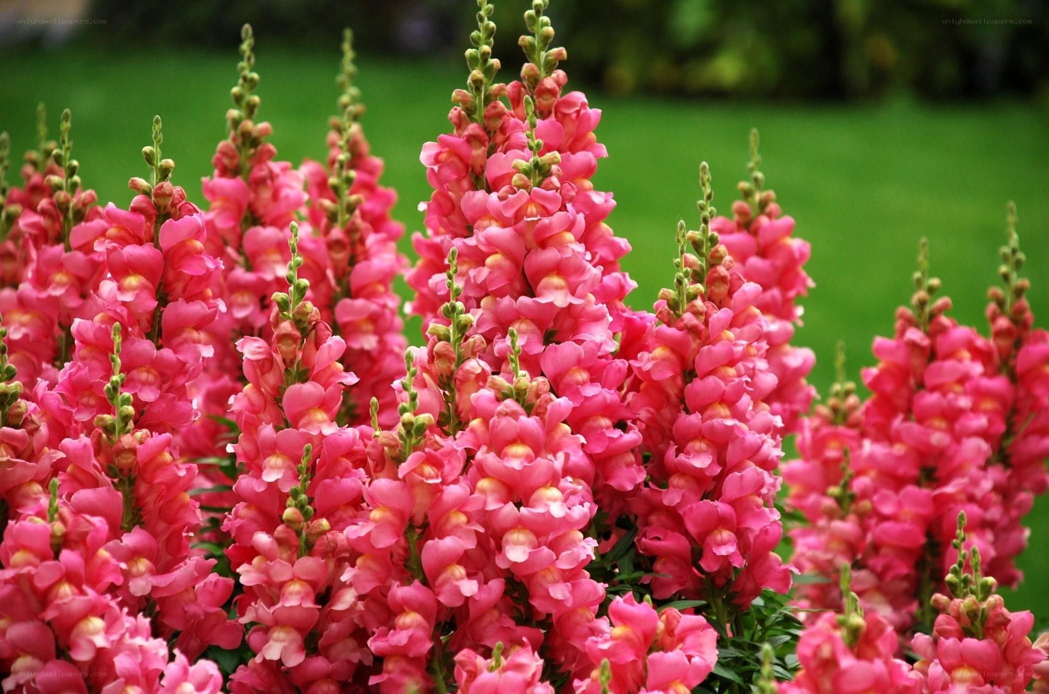 Pink snapdragon flowers