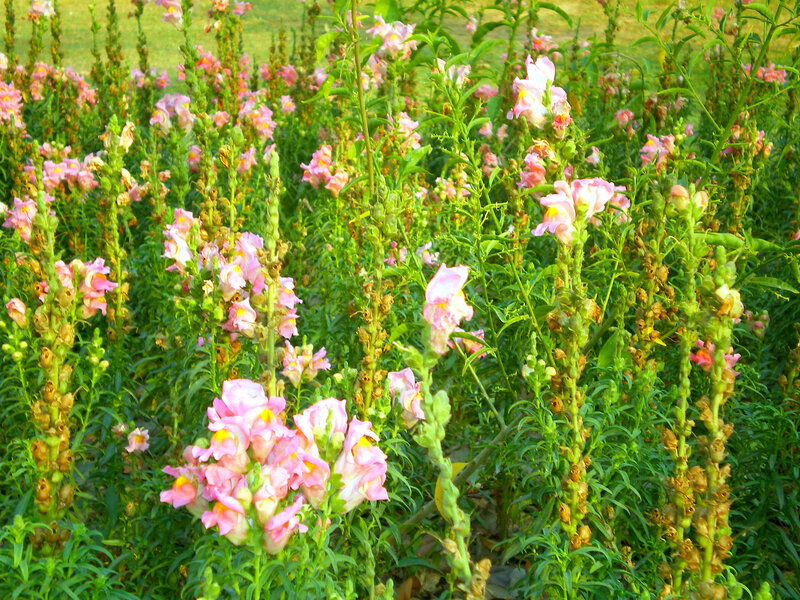 Pink snapdragons in a garden