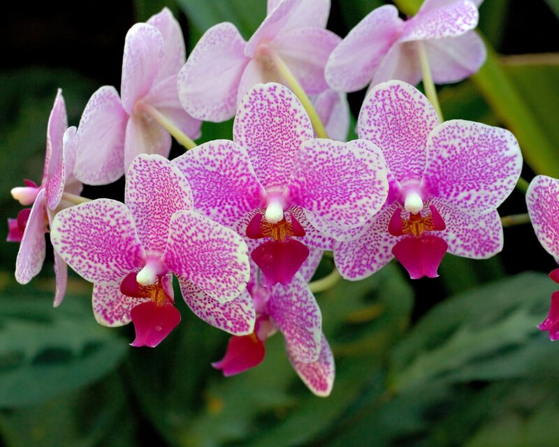 Pink Speckled Orchids — Calm, Photograph