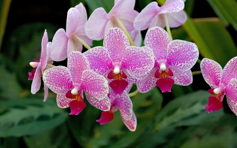 Pink speckled orchids in bloom