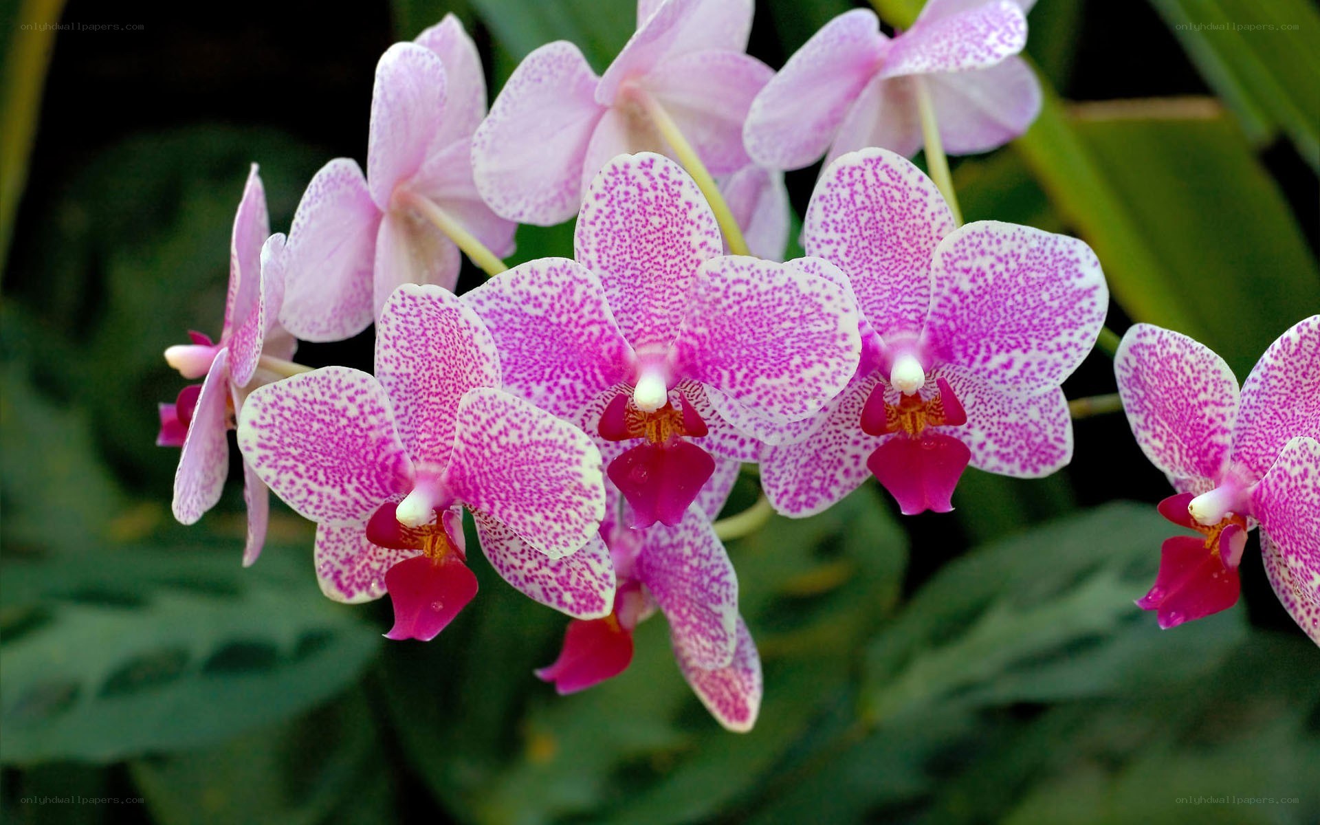 Pink speckled orchids in bloom