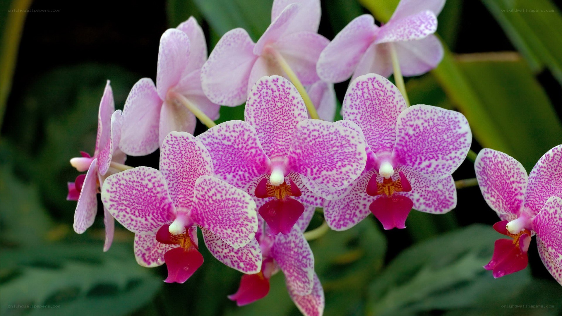 Pink speckled orchids in bloom