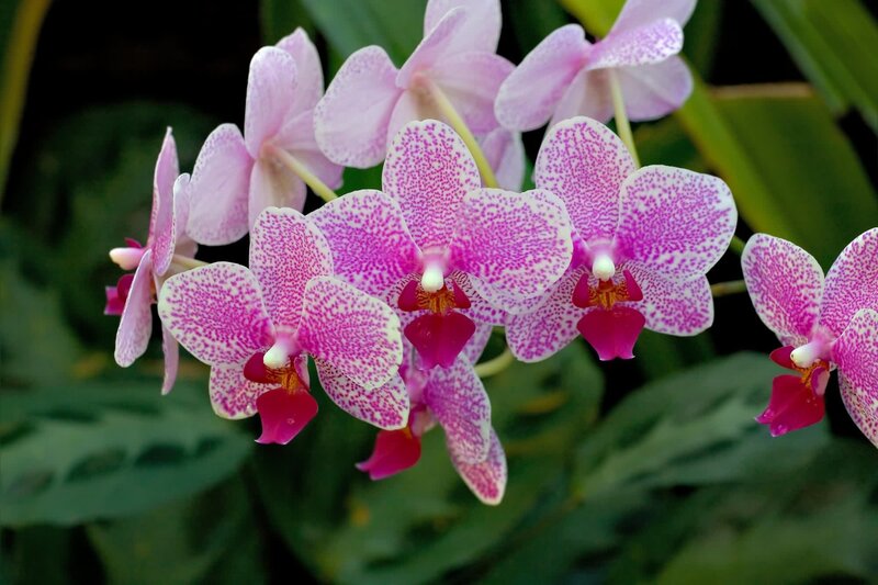 Pink Speckled Orchids